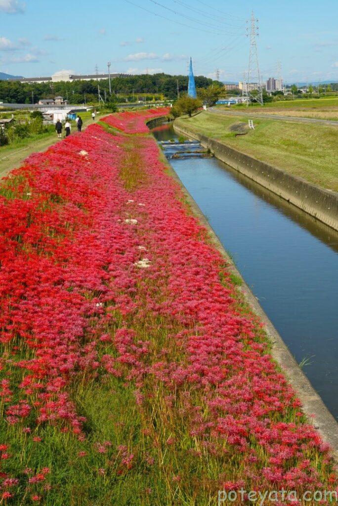 逢妻女川の土手を埋め尽くす彼岸花