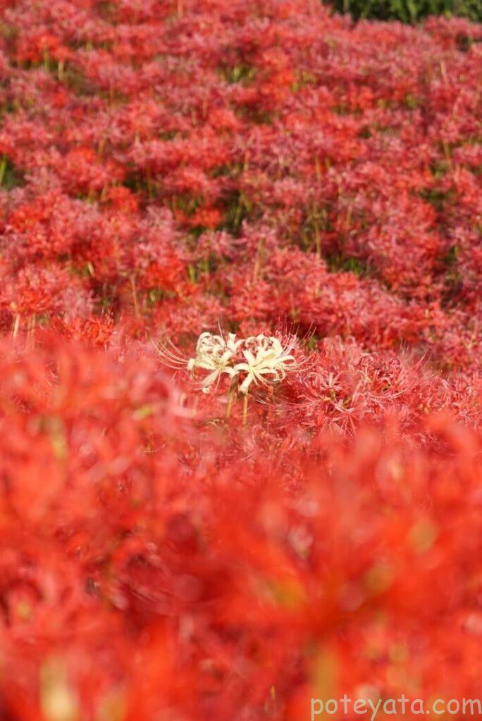赤い彼岸花の中に一輪だけ咲く白い彼岸花