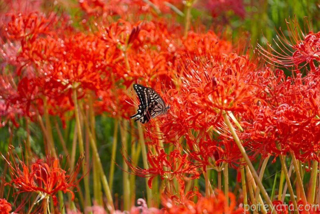 彼岸花にとまるアゲハチョウ