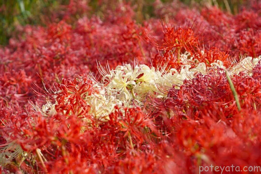 赤い彼岸花に囲まれる白い彼岸花