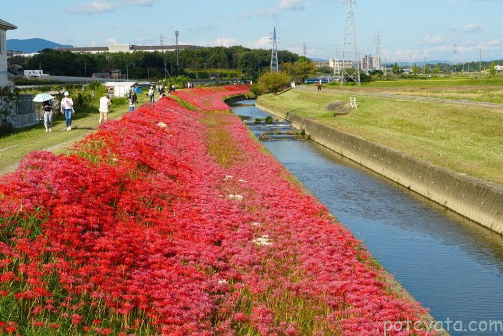 逢妻女川に咲く彼岸花の群生