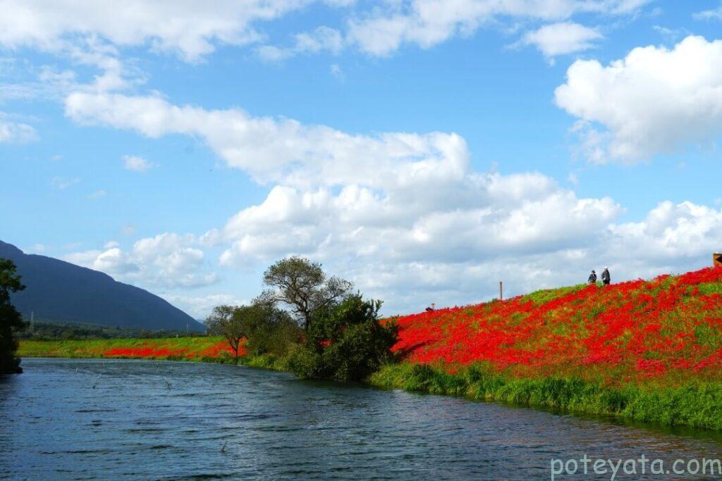 津屋川と彼岸花の全景