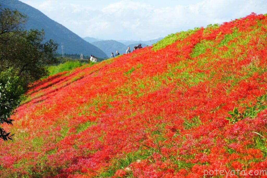 津屋川の堤防に咲く彼岸花