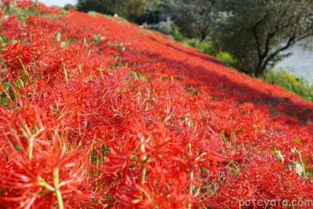 太陽に照らされる彼岸花の群生