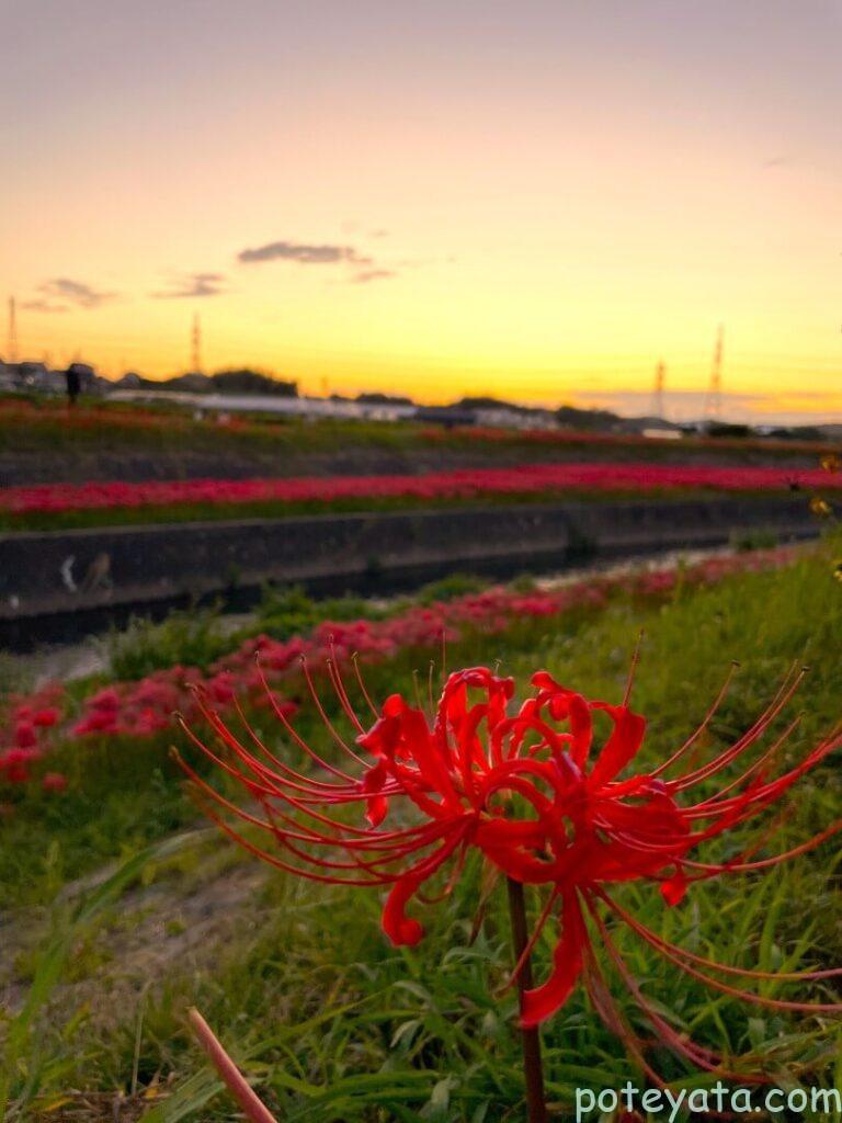 夕暮れに咲く彼岸花