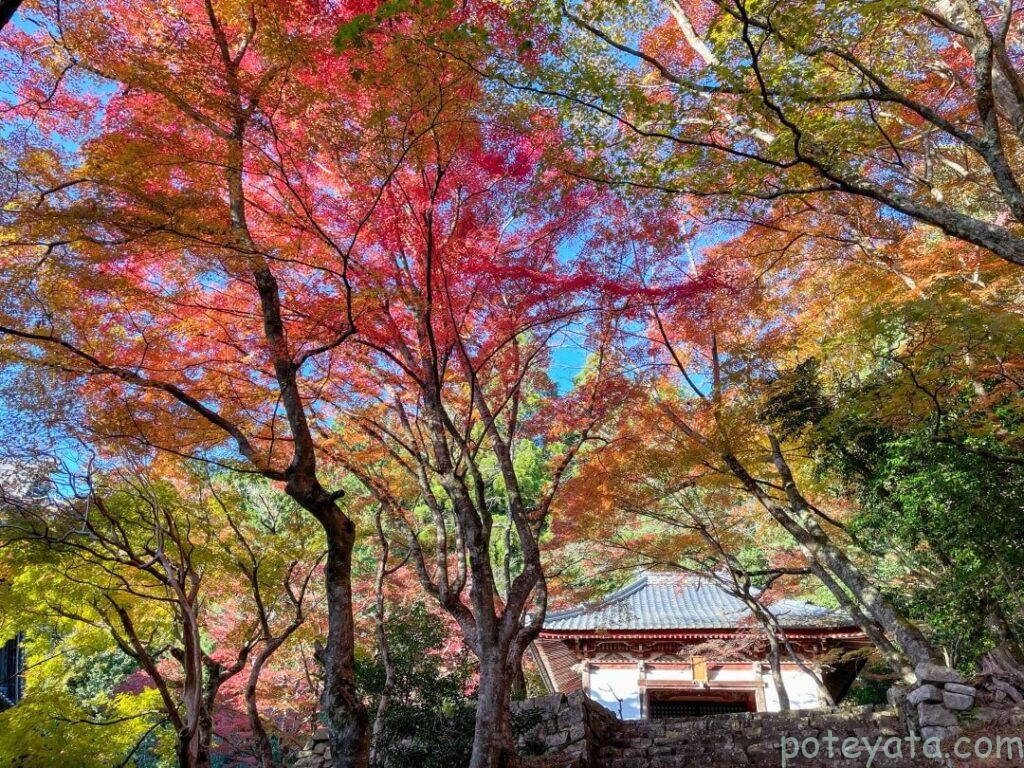 東光寺を彩る紅葉