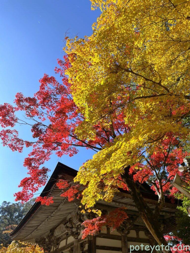 西明寺の黄色いカエデの紅葉