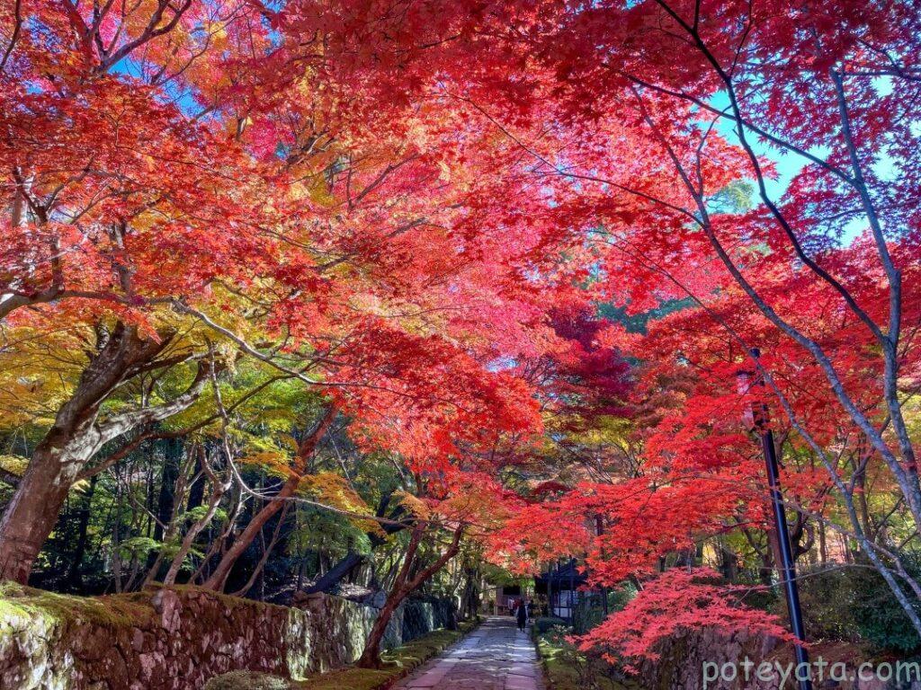 金剛輪寺の参道を彩るもみじ