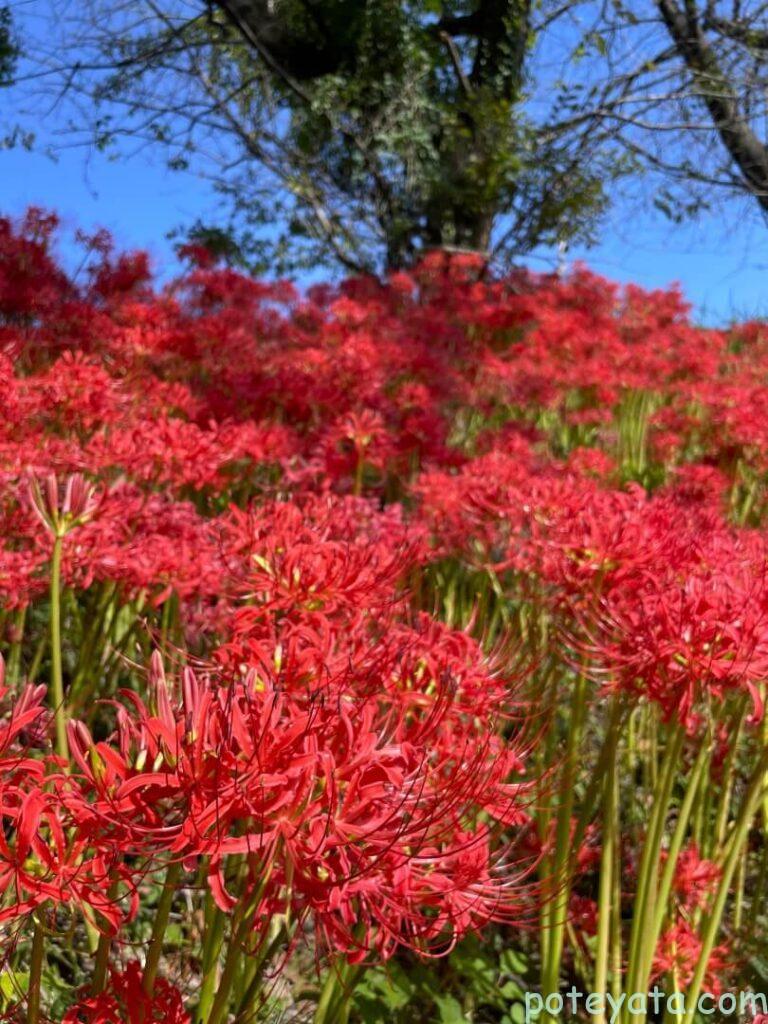 斜面に咲く彼岸花