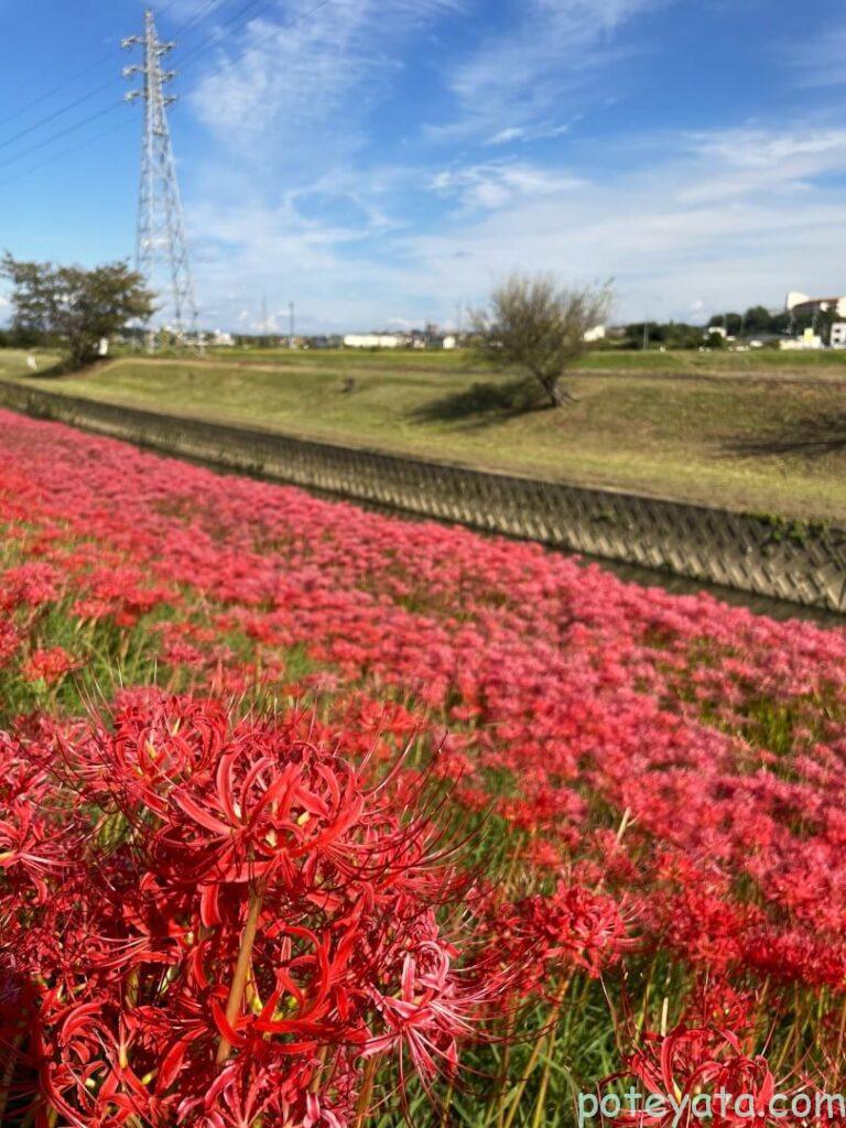 逢妻女川の彼岸花と青い空