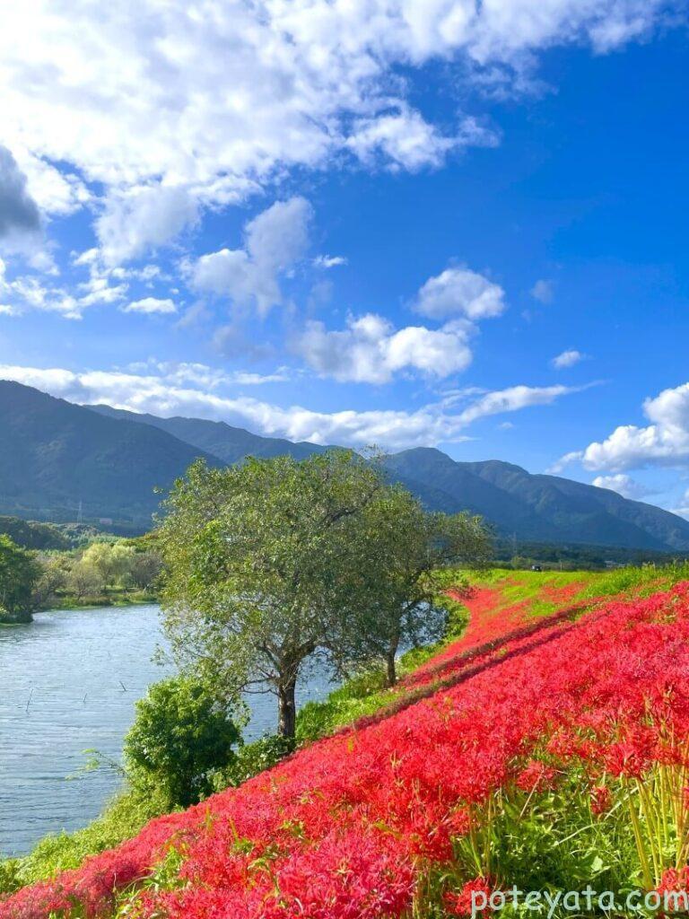 津屋川の彼岸花と養老山脈