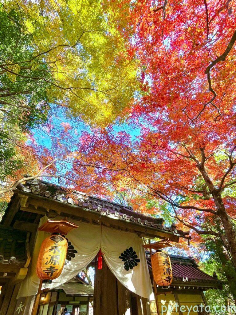 永源寺の総門と紅葉