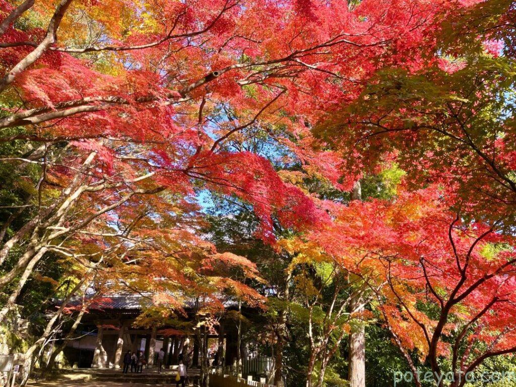 永源寺の紅葉で彩られる参道