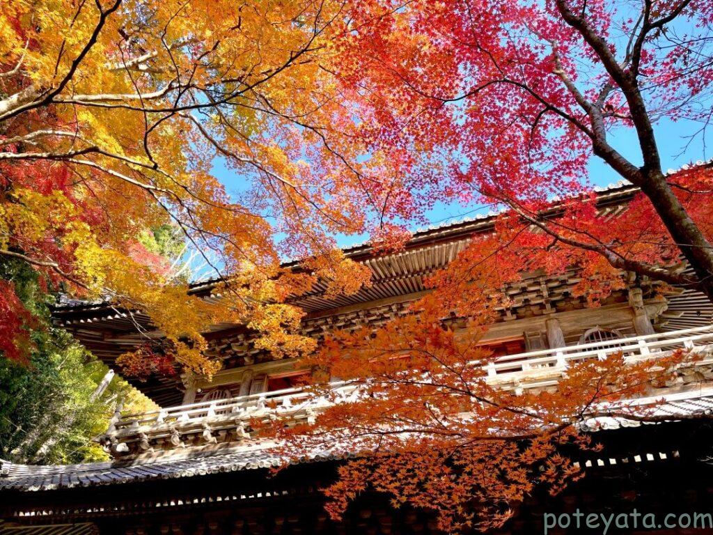 永源寺の紅葉で色づく山門を見上げる