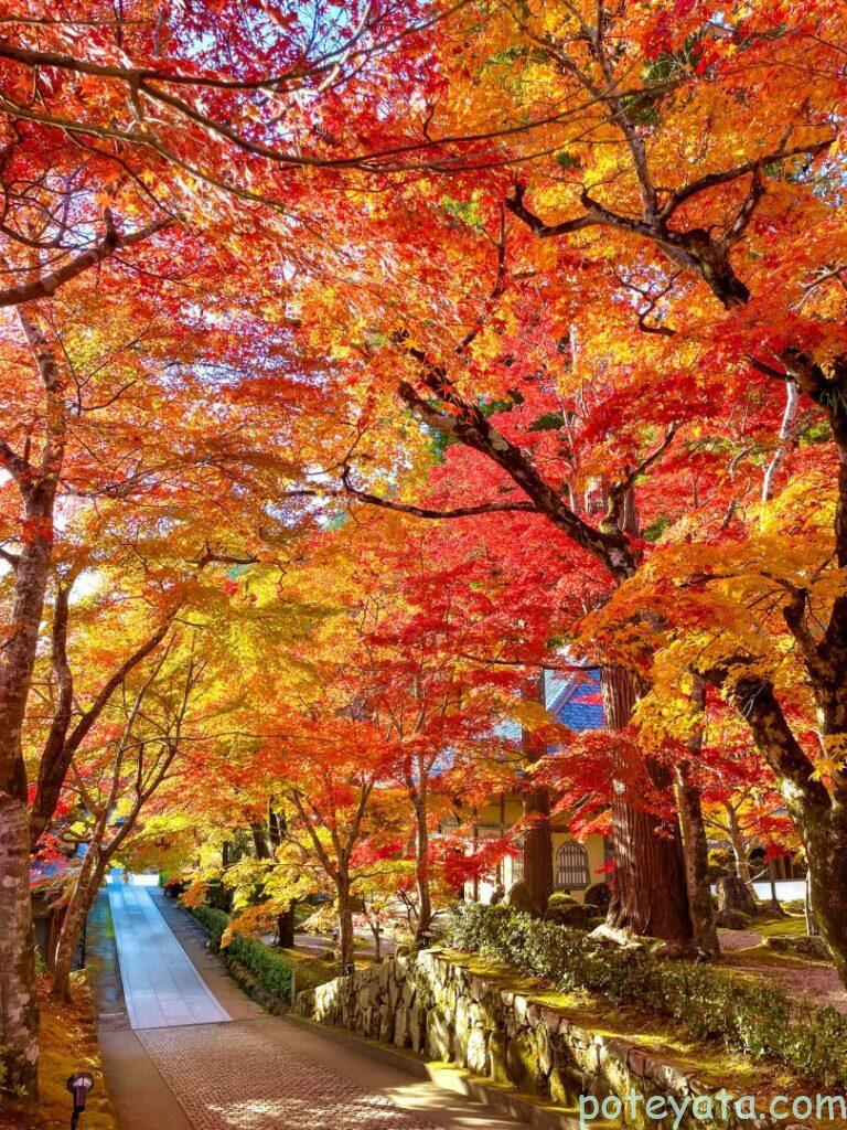 永源寺の参道を彩る紅葉