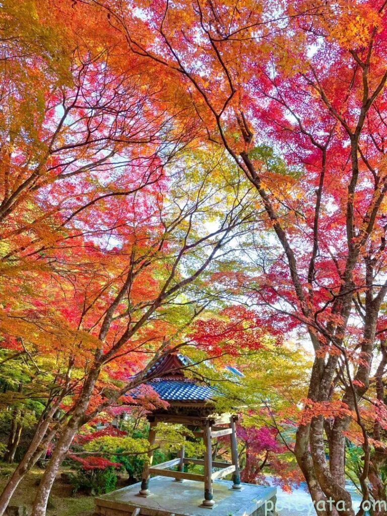 鮮やかに紅葉する東光寺の鐘楼