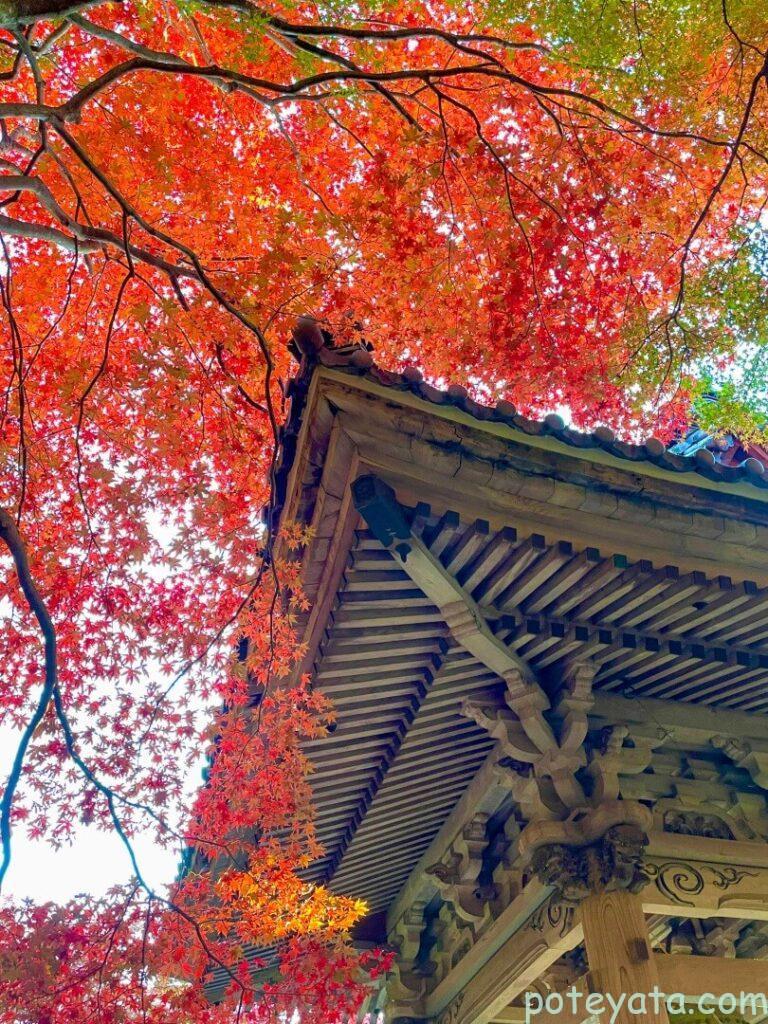 東光寺の本堂と紅葉