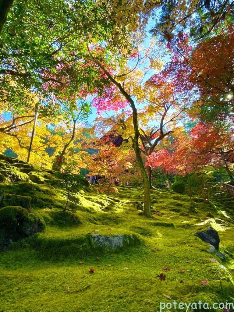 西明寺にある三重塔と紅葉と苔
