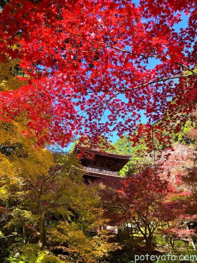 金剛輪寺の三重塔に紅葉が映える