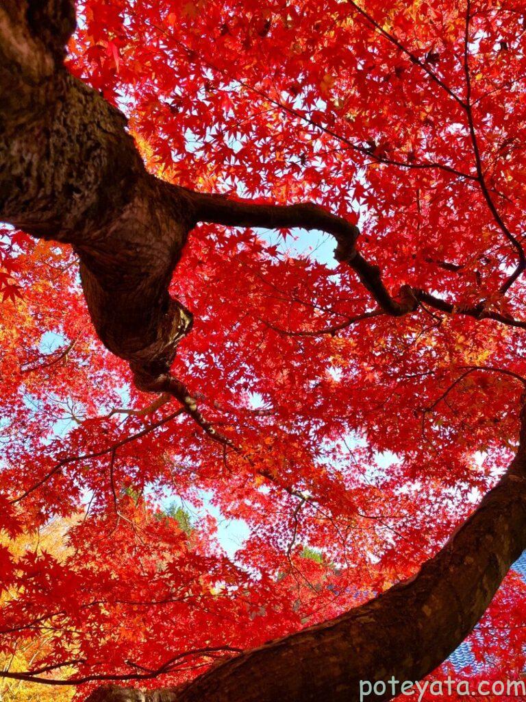 赤く色づいたもみじの木をしたから見上げる