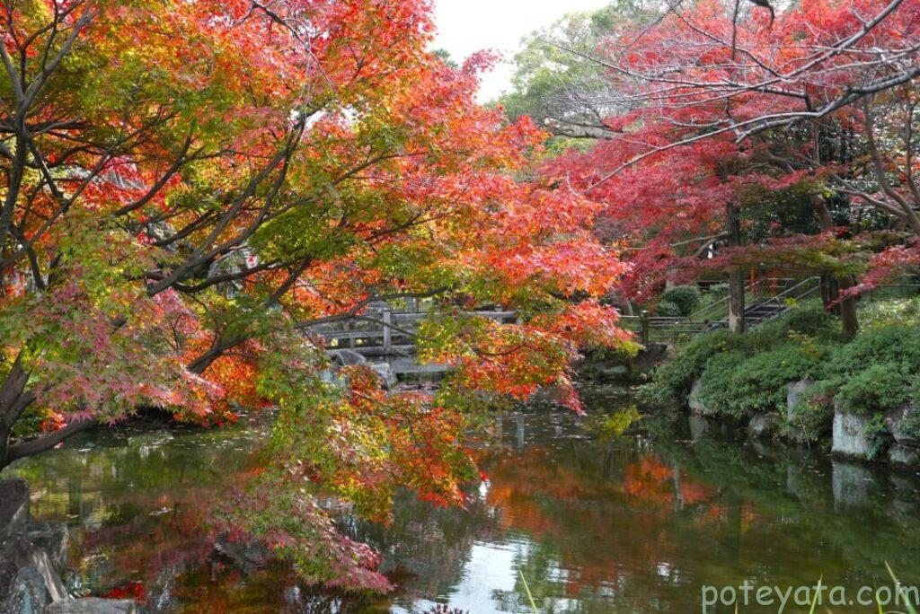 大山緑地の池のまわりの紅葉