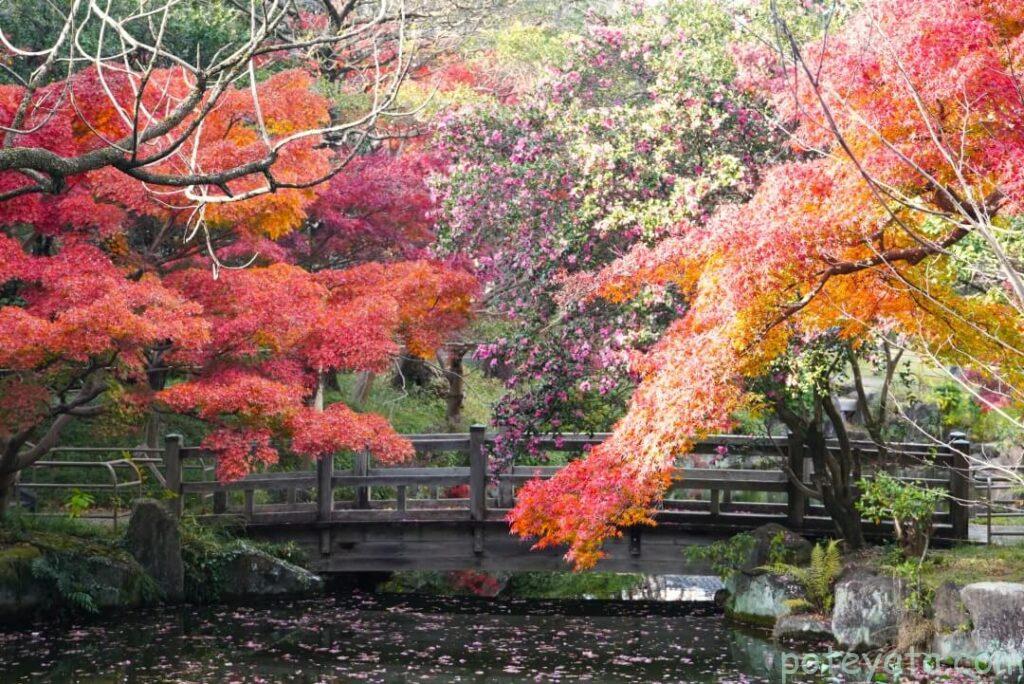 大山緑地の池にかかる橋と紅葉
