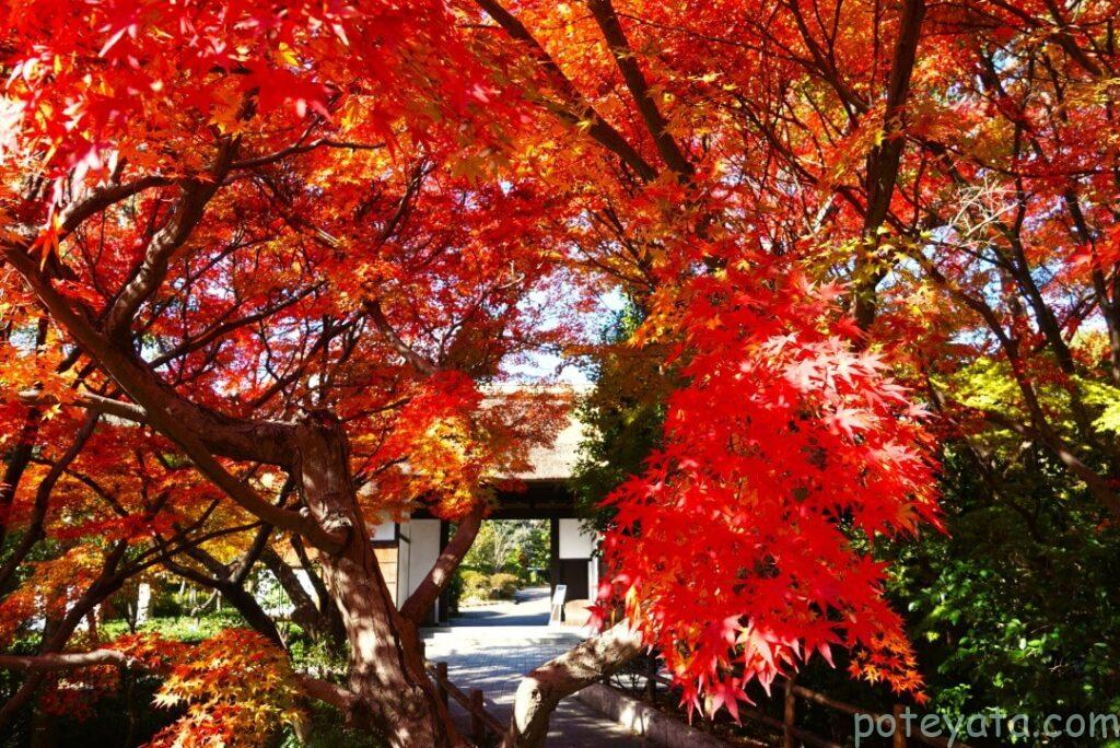 大倉公園の茅葺門と紅葉