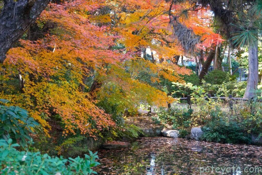 大倉公園のひょうたん池の紅葉