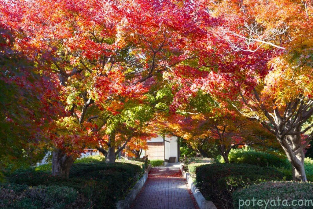 大倉公園の入り口へ続く道の紅葉