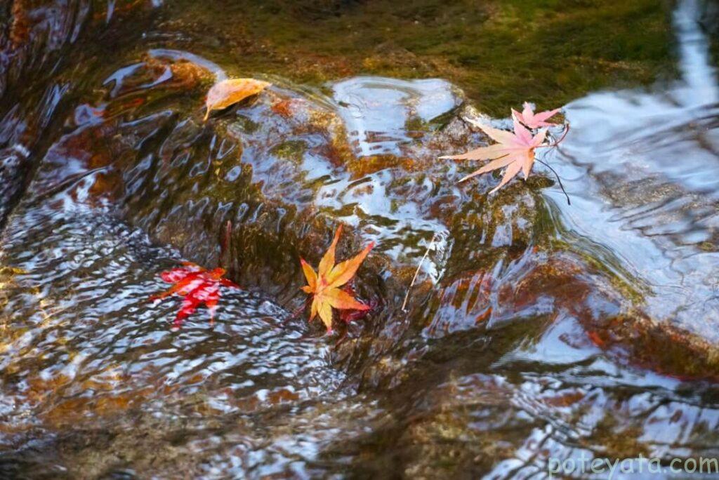 丈山苑の小川に流れていくモミジの葉