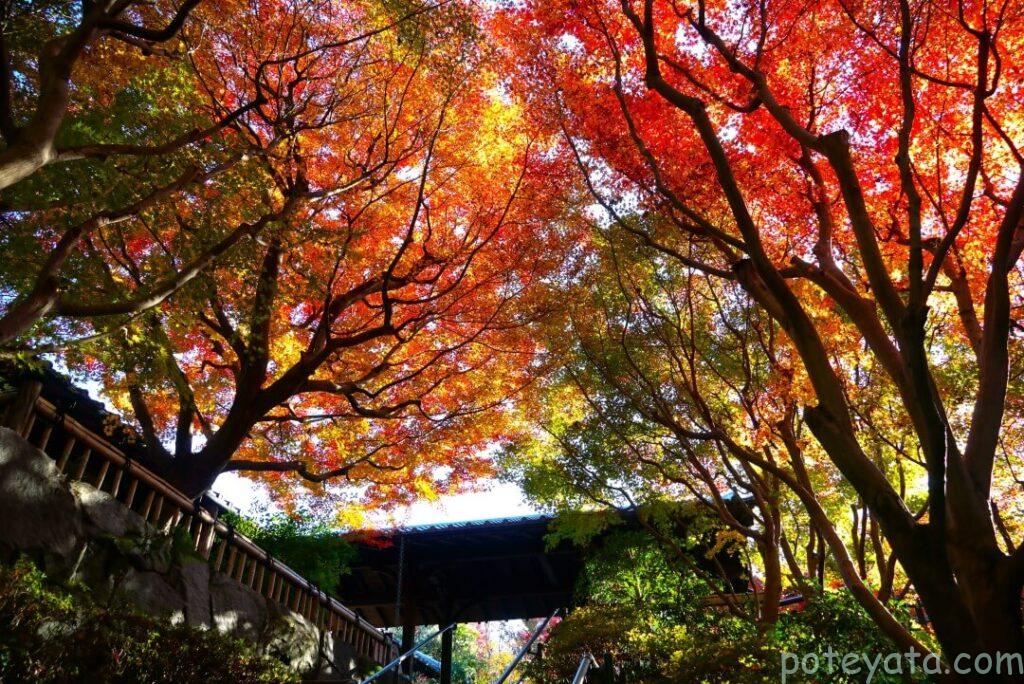 丈山苑入り口にあるモミジのトンネル