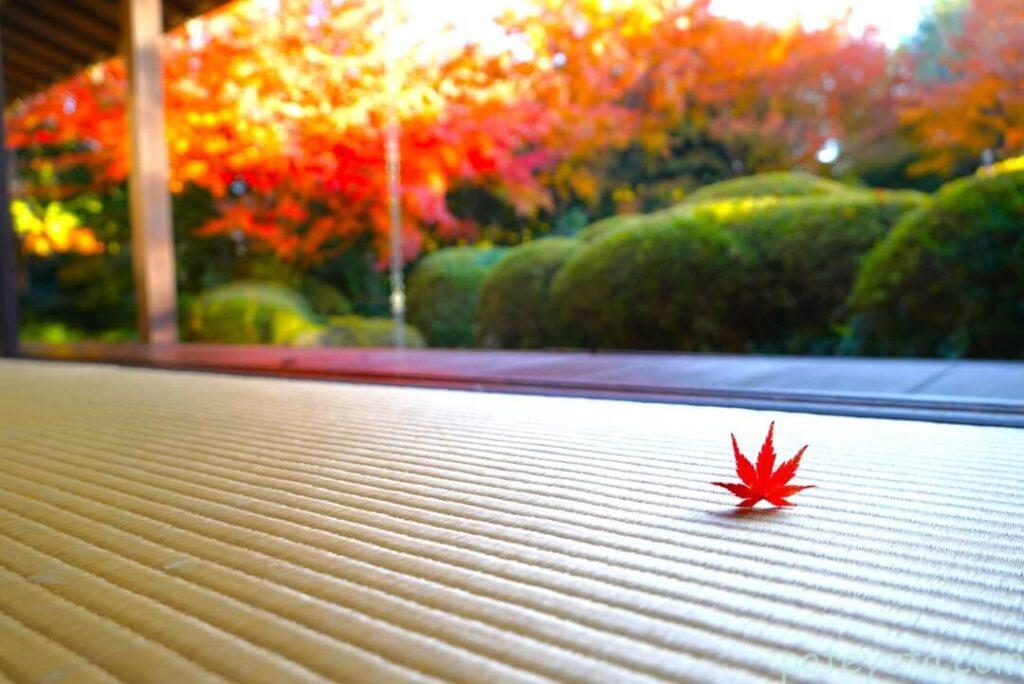 丈山苑の畳の上に落ちるモミジの葉