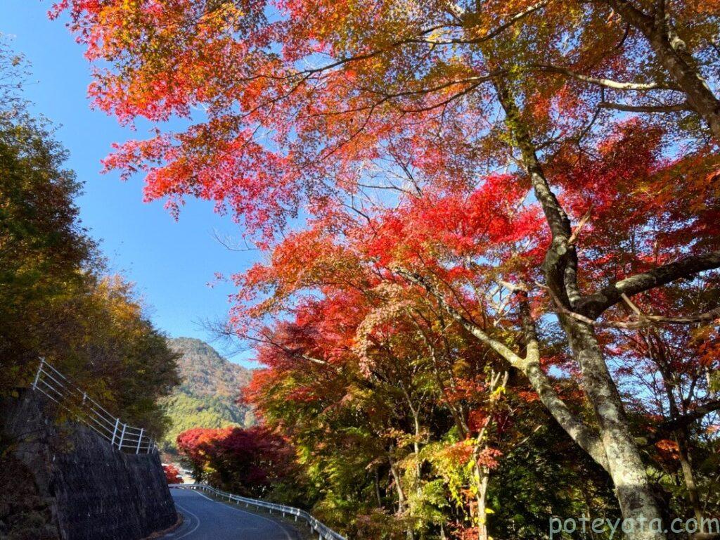柿其渓谷に行く道にある紅葉したモミジの木