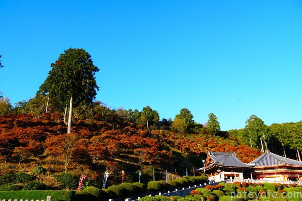 大龍寺の1200本のドウダンツツジ