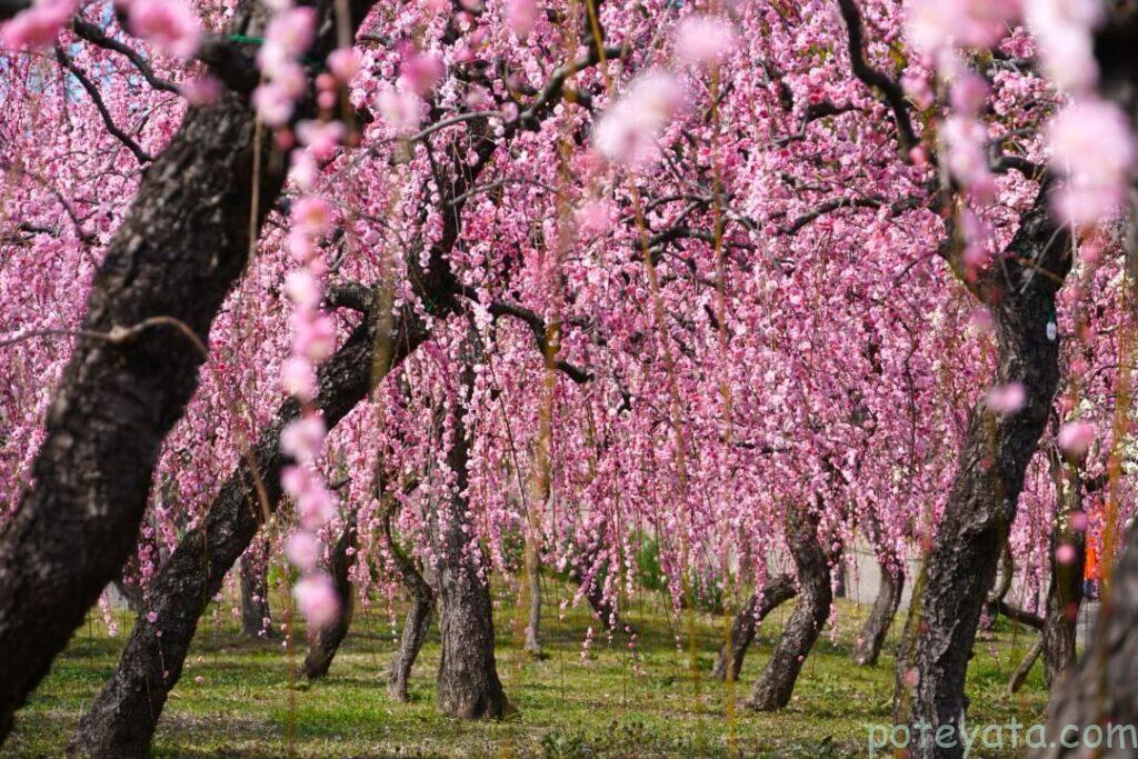 delaファームのしだれ梅