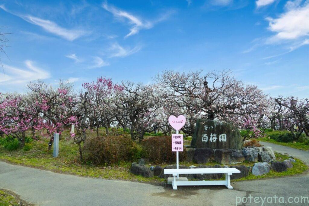 安八百梅園の入り口から見た梅の木々