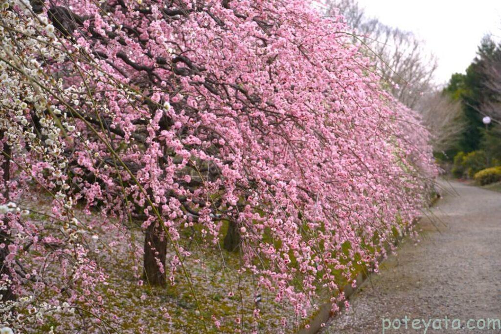 植木センターに咲くしだれ梅の道