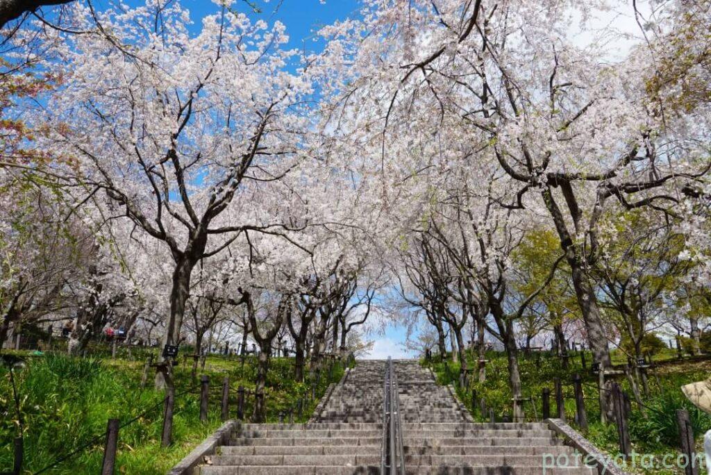 東山植物園のさくらの回廊の階段に咲く桜