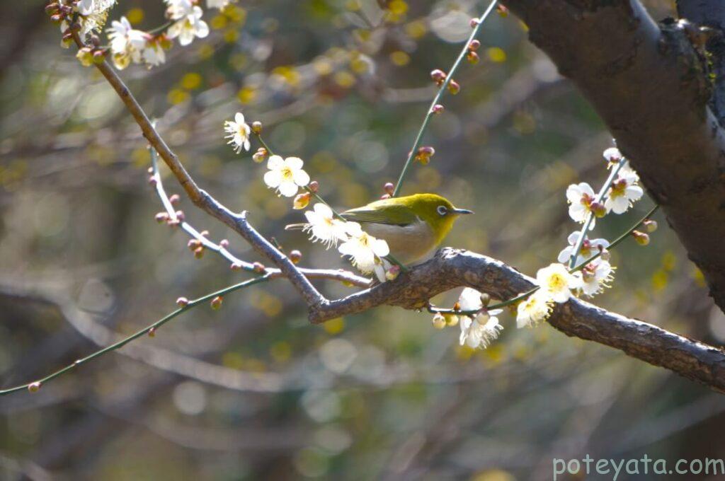 東山植物園の梅の木にとまるメジロ