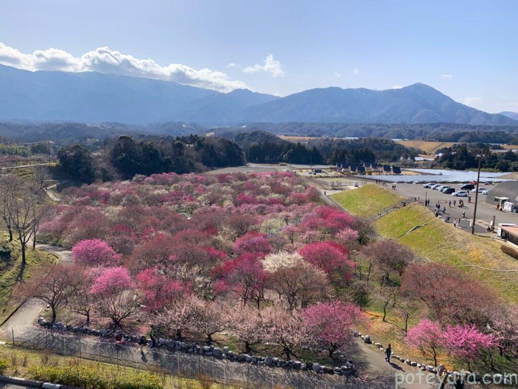 いなべ梅林公園を見晴らし台から見た景色