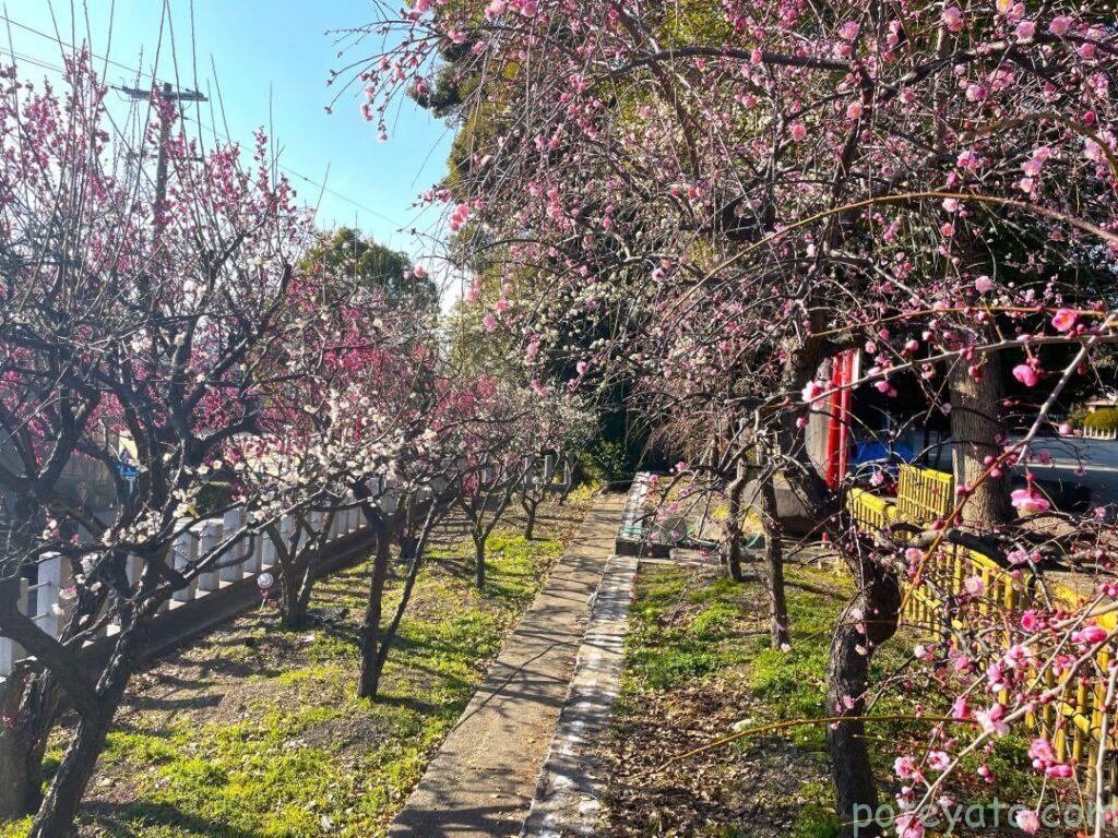 刈谷市の天満神社の梅の木に囲まれた道