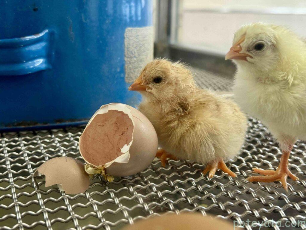 名古屋市農業センターdelaふぁーむの孵化展示室内で撮影したひよこ