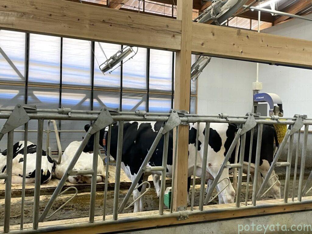 delaふぁーむにいる乳牛