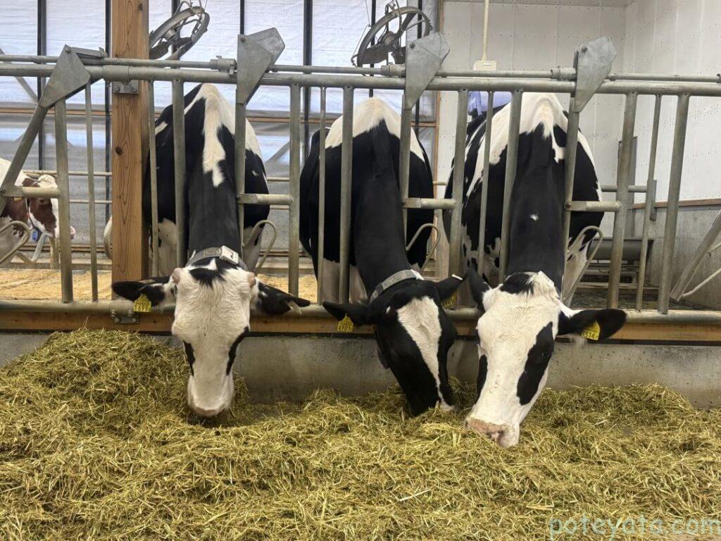 delaふぁーむの牛舎で餌を食べる牛たち